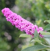 Lo' & Behold™ Pink Micro Chip Butterfly Bush, Buddleja, Buddleja x 'Pink Micro Chip'